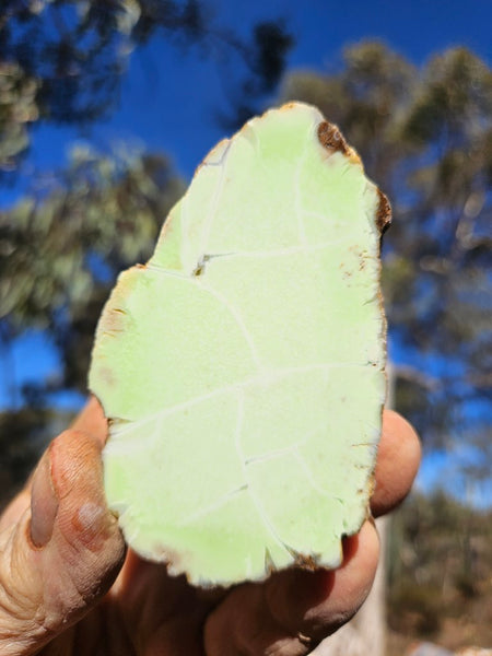 Polished Magnesite specimen. MAP190