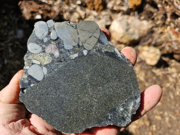 Polished Beaton's Creek auriferous conglomerate slab BC103