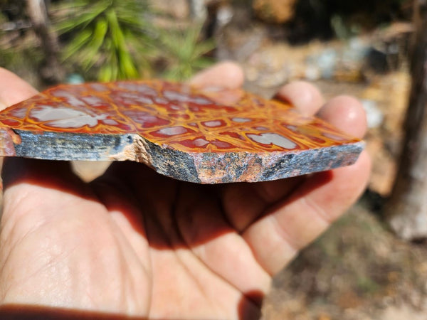 Polished Noreena Jasper slab. NJ453