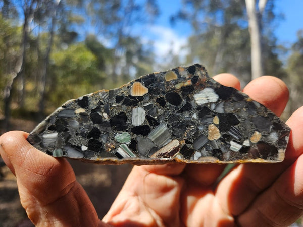 Black Jasper Conglomerate slab B221