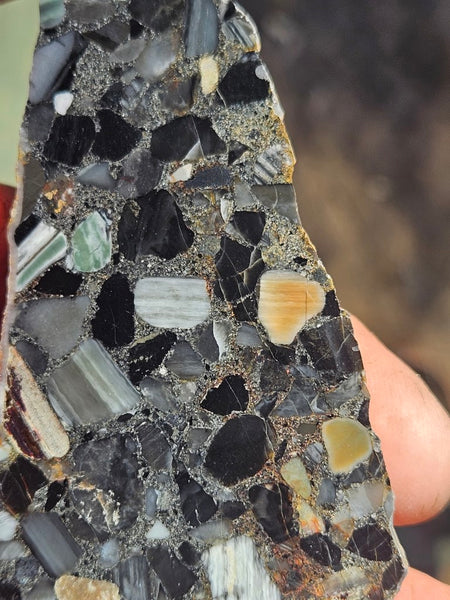 Black Jasper Conglomerate slab B221