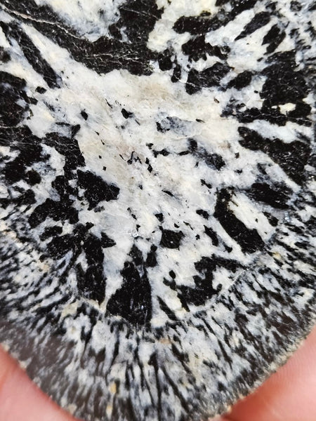 Polished Orbicular Granite. OG186