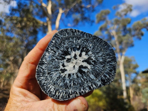 Pair of polished Orbicular Granite. OG188