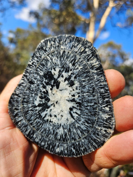 Pair of polished Orbicular Granite. OG188