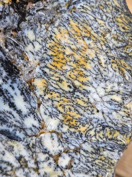 Dendritic Opal  rough.  DOR240