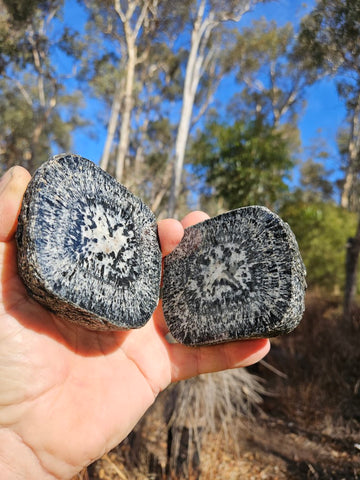 Pair of polished Orbicular Granite. OG194