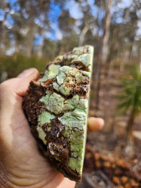 Polished Lime Magnesite specimen. MAP203