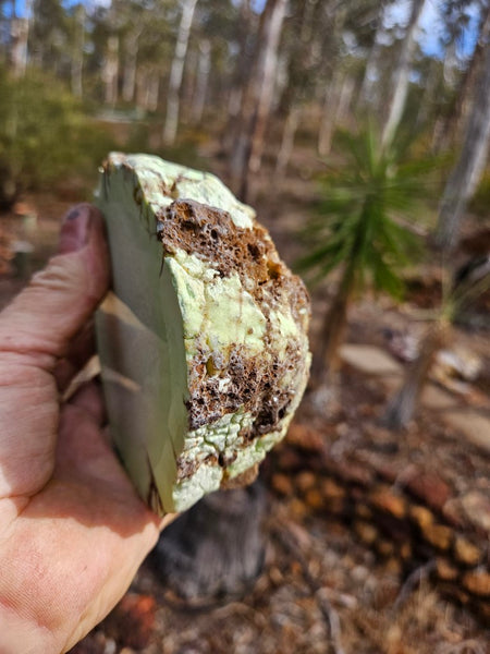 Polished Lime Magnesite specimen. MAP203