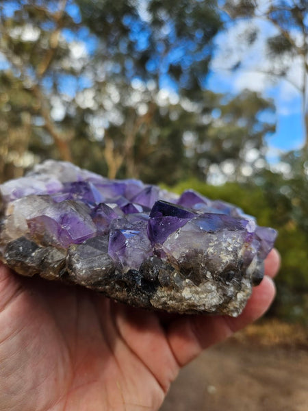 Wyloo Amethyst cluster. AM132