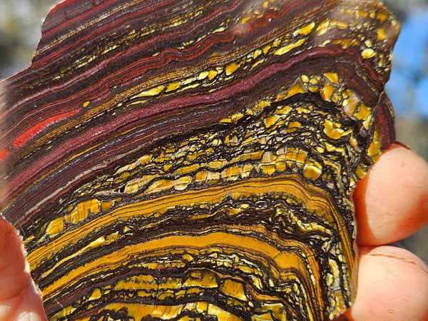 Polished Tiger Iron slab TI322