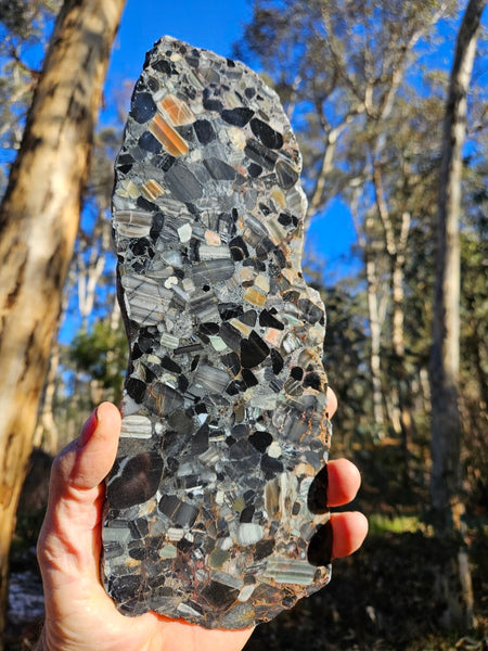 Black Jasper Conglomerate slab B226