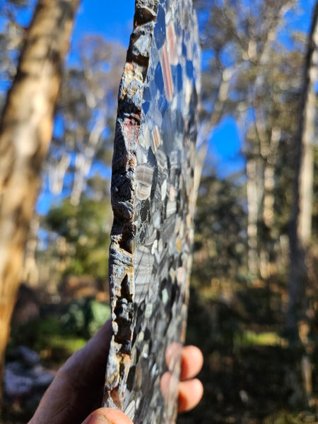 Black Jasper Conglomerate slab B226