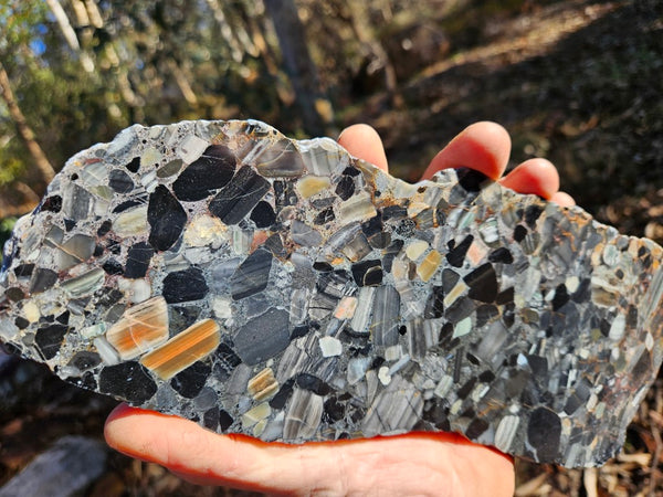 Black Jasper Conglomerate slab B226