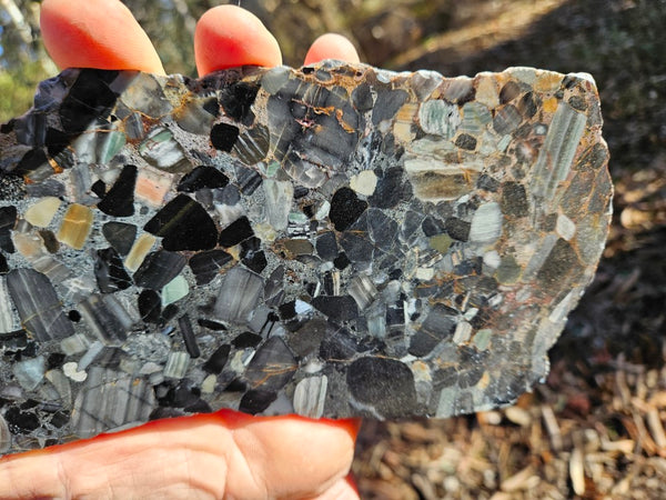 Black Jasper Conglomerate slab B226