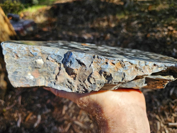 Black Jasper Conglomerate B227