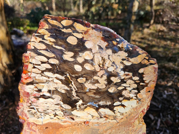 Polished Peanut Wood  PW312