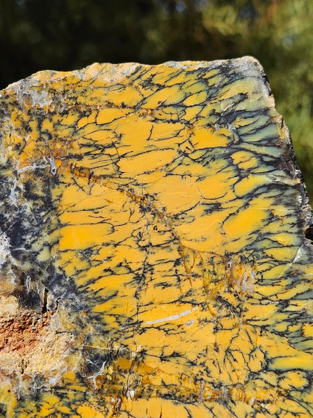 Polished Dendritic Opal DO196