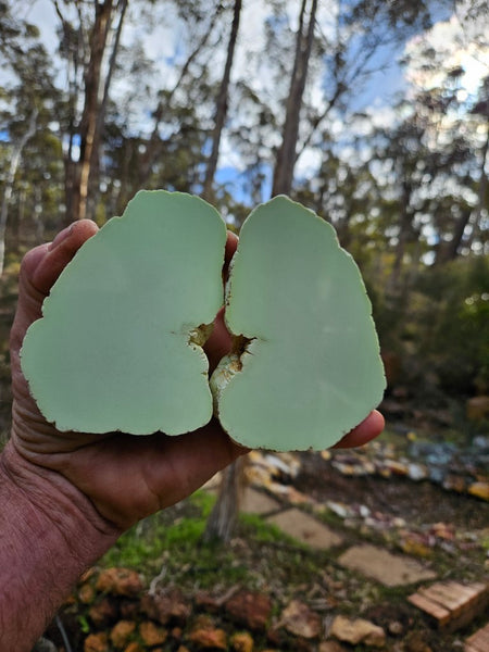 Pair of polished Magnesite halves. MAP204