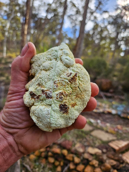 Pair of polished Magnesite halves. MAP204