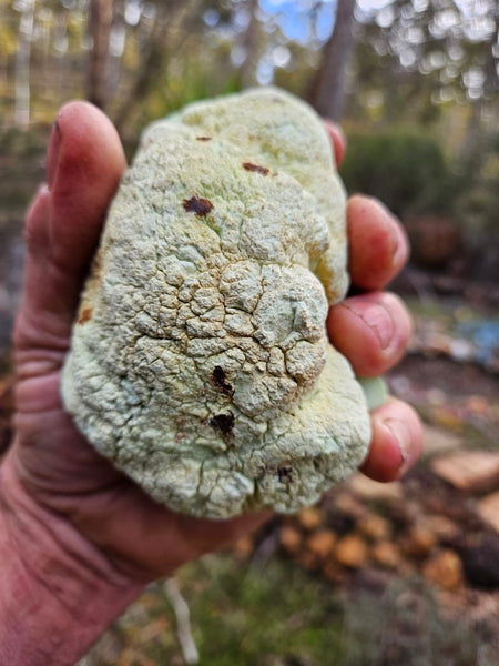 Pair of polished Magnesite halves. MAP204