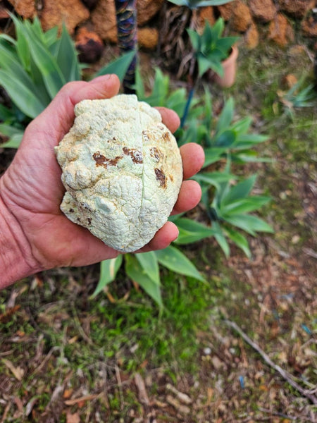 Pair of polished Magnesite halves. MAP204