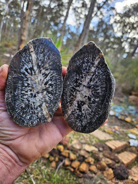 Pair of polished Orbicular Granite. OG195