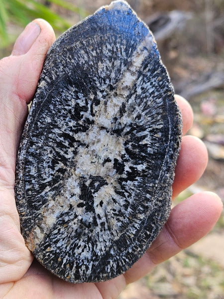 Pair of polished Orbicular Granite. OG195