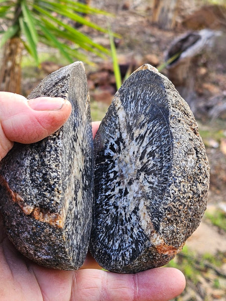 Pair of polished Orbicular Granite. OG195