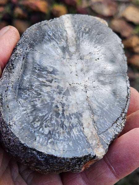 Pair of polished Orbicular Granite. OG195