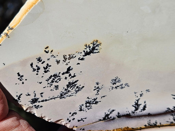 Polished Dendritic Mookaite slab MK479