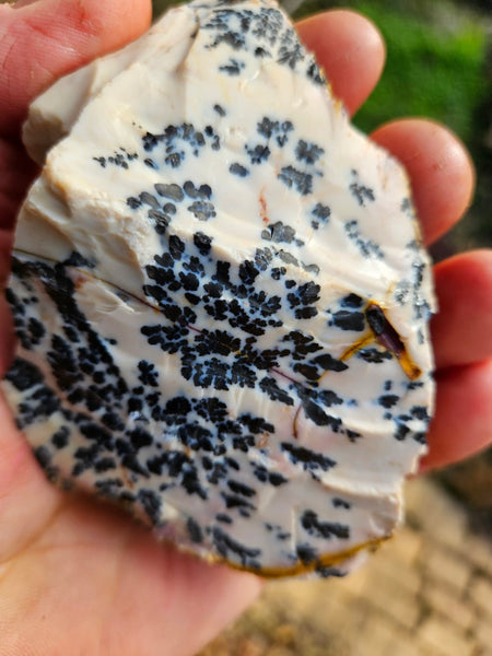 Dendritic Mookaite rough.  MKR 256