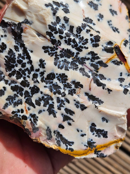 Dendritic Mookaite rough.  MKR 256