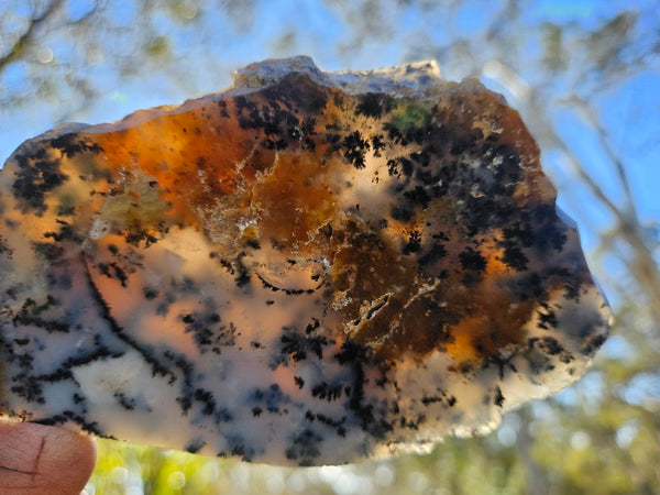 Polished Dendritic Opal slab DO199