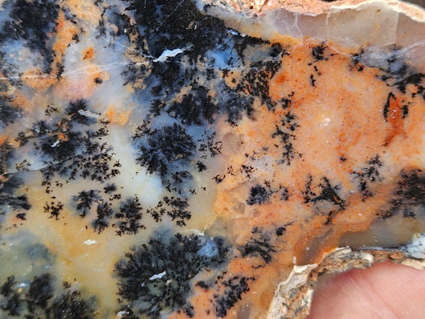 Polished Dendritic Opal slab DO197