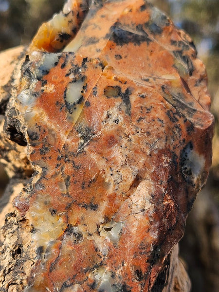 Polished Dendritic Opal  DO200