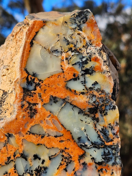 Polished Dendritic Opal  DO200