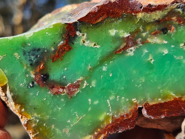 Polished  Chrysoprase  CH464