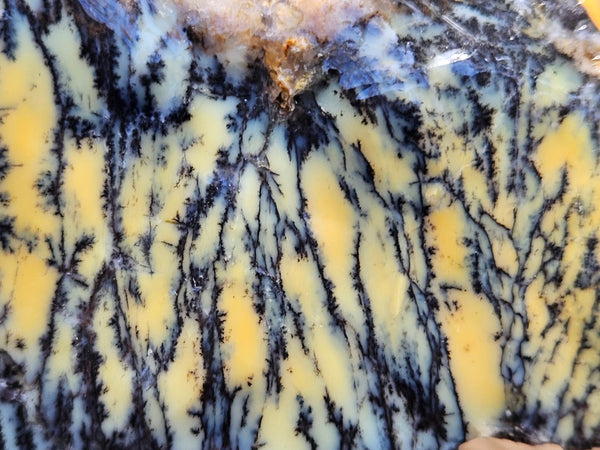 Dendritic Opal  rough.  DOR247