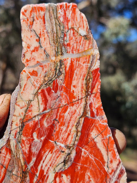 Starry Jasper polished slab SJ148