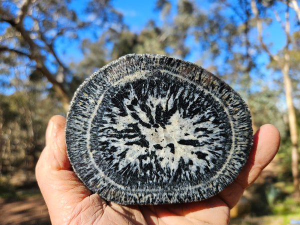 Polished Orbicular Granite. OG196