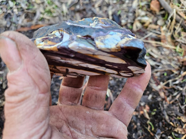 Polished Peanut Wood  PW314