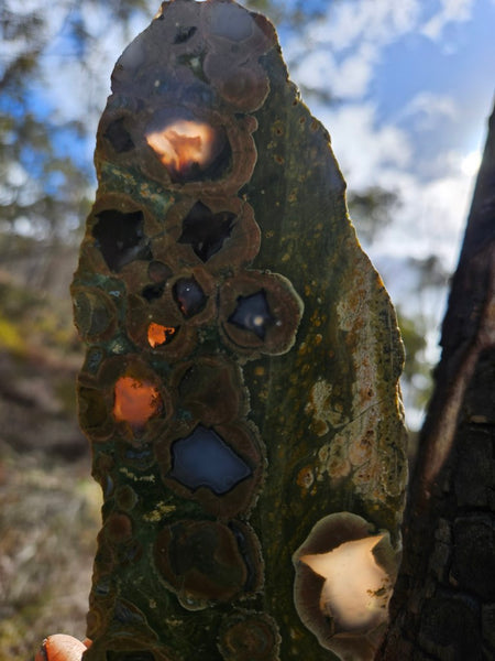 Polished Rainforest Jasper slab RFJ144