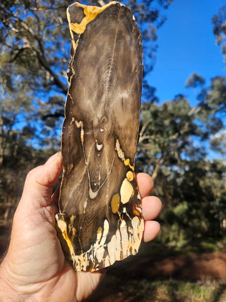 Polished Peanut Wood slab PW316