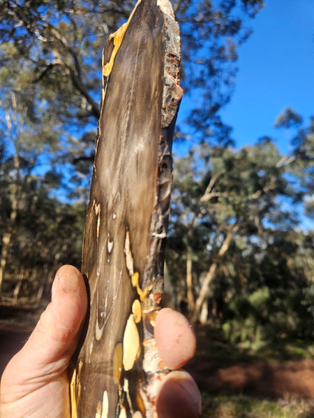 Polished Peanut Wood slab PW316