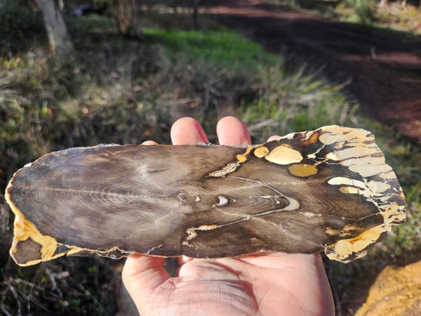 Polished Peanut Wood slab PW316