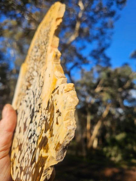 Polished Peanut Wood slab PW317