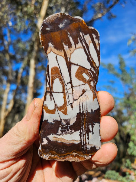 Polished Outback Jasper slab OJ184