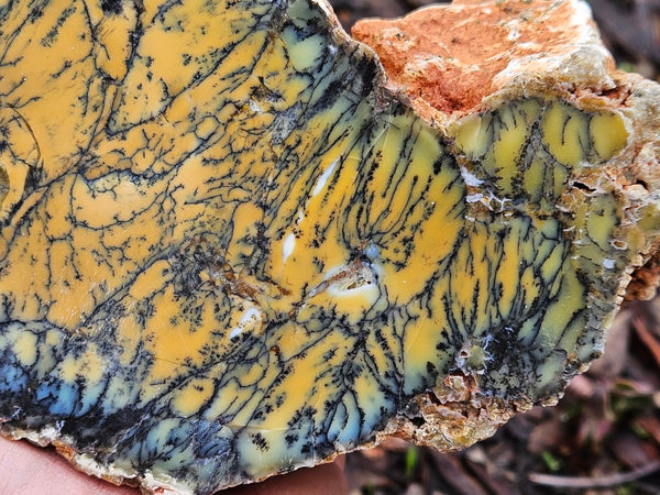 Polished Dendritic Opal DO202