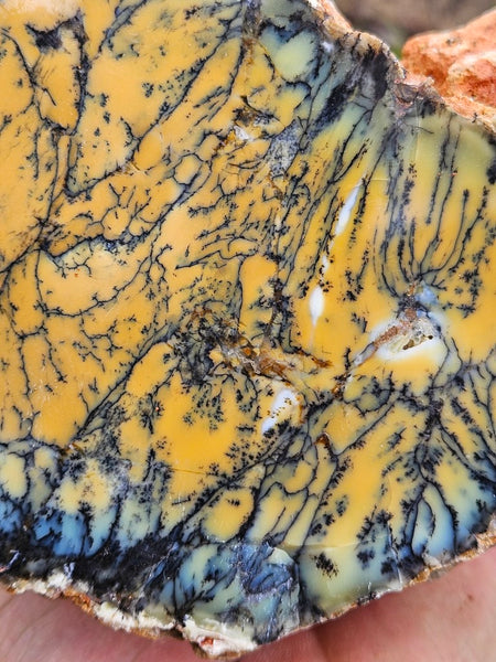 Polished Dendritic Opal DO202