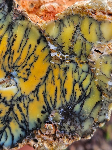 Polished Dendritic Opal DO202